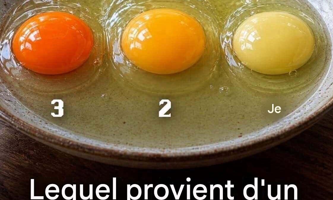 Quel œuf provient de la poule la plus saine ? Choisissez 1, 2 ou 3 avant de voir la réponse…