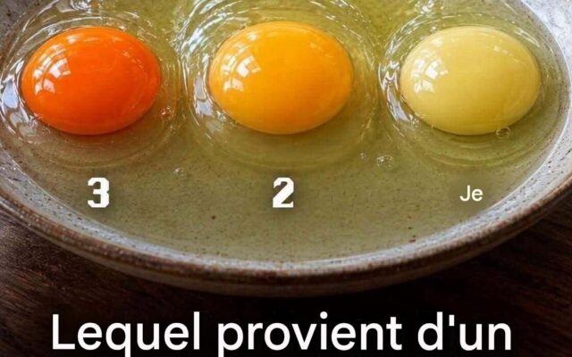 Quel œuf provient de la poule la plus saine ? Choisissez 1, 2 ou 3 avant de voir la réponse…